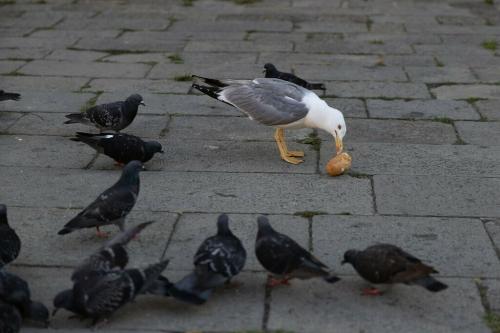 Frisst die meinen Tauben doch das …